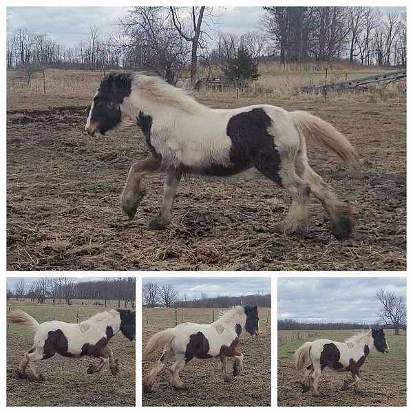 carbon-copy-gypsy-vanner-horse