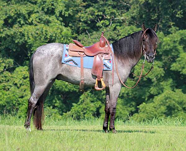 blue-roan-all-around-horse