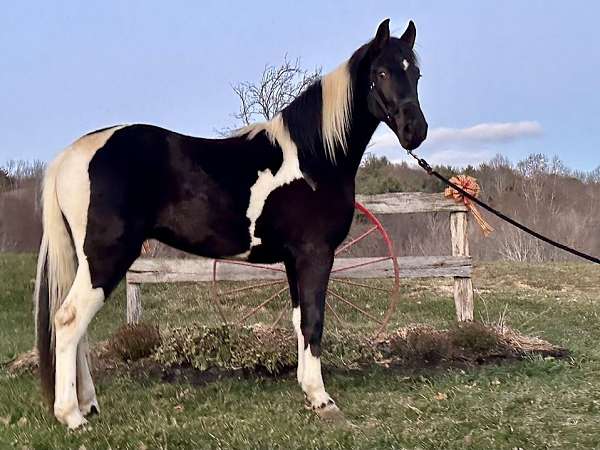 black-white-tennessee-walking-filly-mare