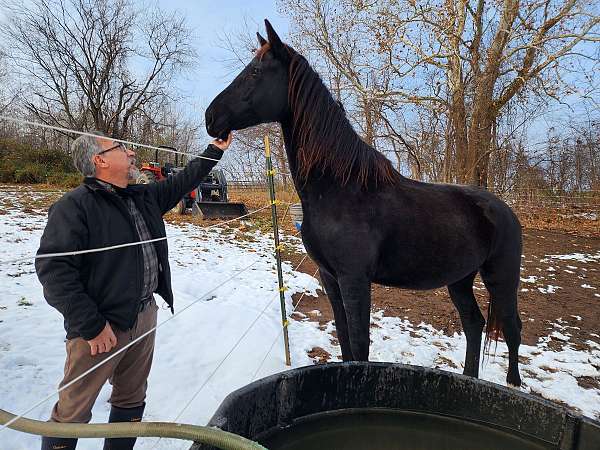 dutch-warmblood-mare