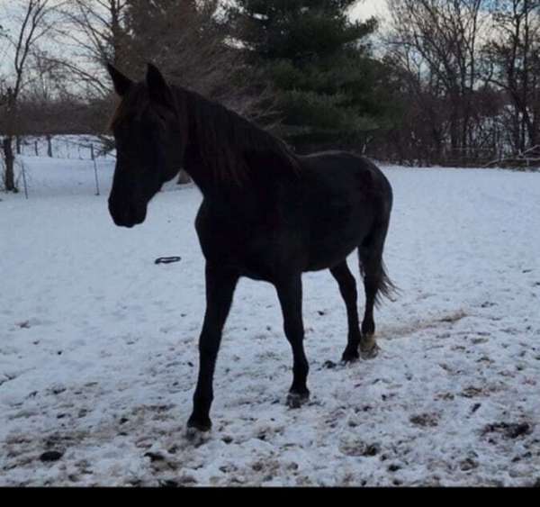 best-friend-dutch-warmblood-horse