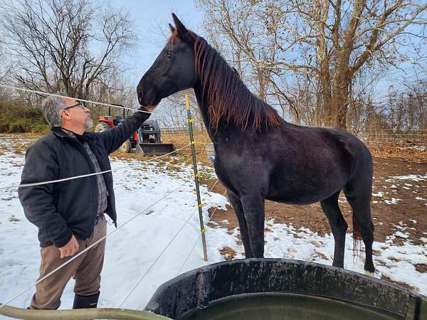 buggy-dutch-warmblood-horse