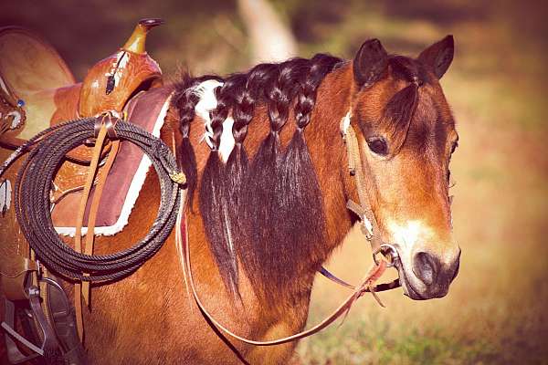 0-hand-paint-pony-gelding