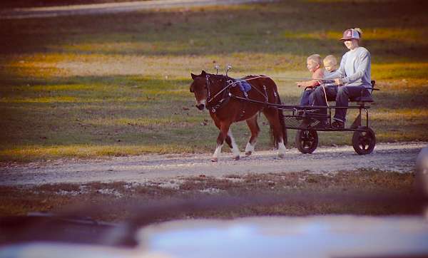 barrel-racing-paint-pony