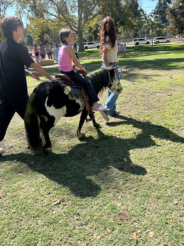 black-overo-shetland-pony-gelding