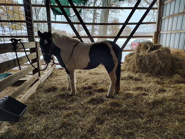 cross-trail-gypsy-vanner-pony