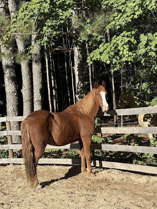 tennessee-walking-gelding