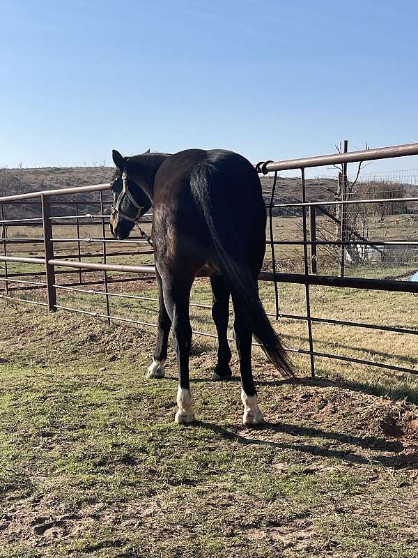 athletic-quarter-horse