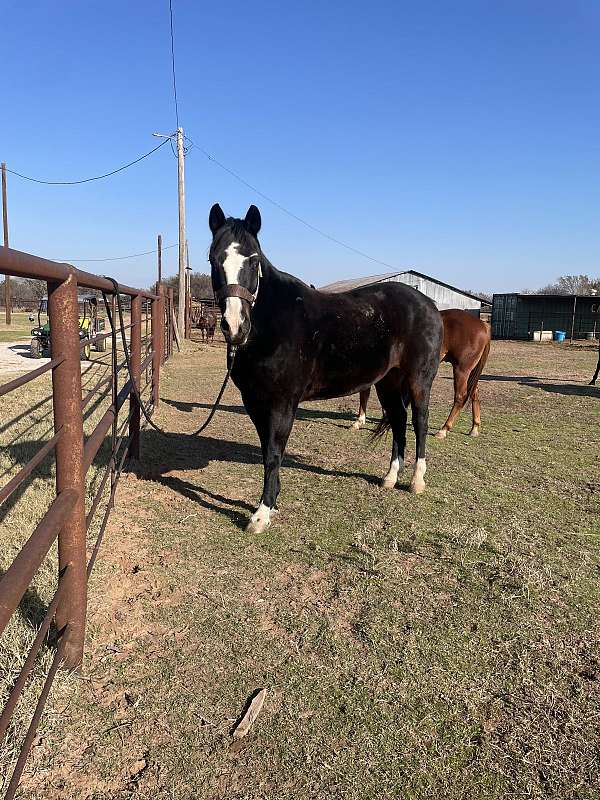 barrel-quarter-horse