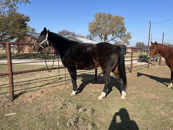 barrel-racing-quarter-horse