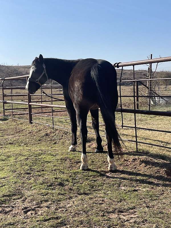 finished-quarter-horse