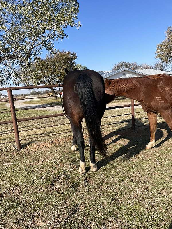 heading-quarter-horse