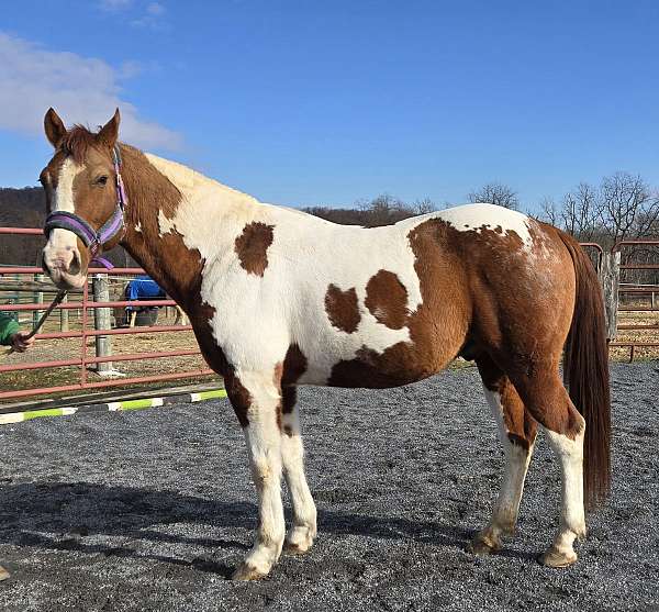 white-therapy-horse