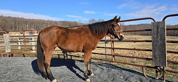 white-star-horse