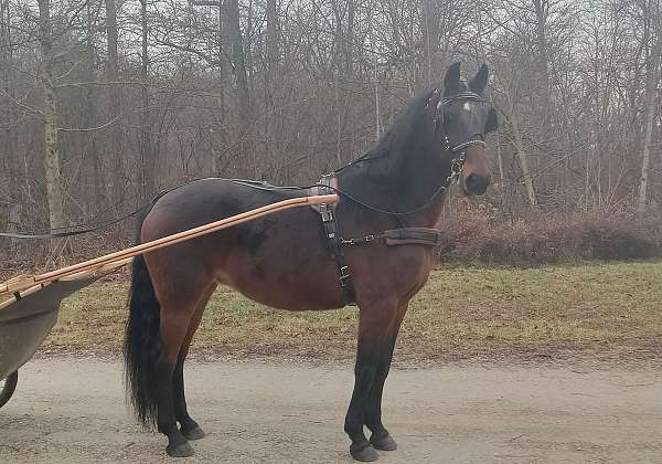 standardbred-mare