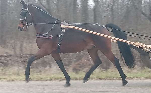 bay-black-socks-star-horse