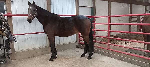 carriage-standardbred-horse