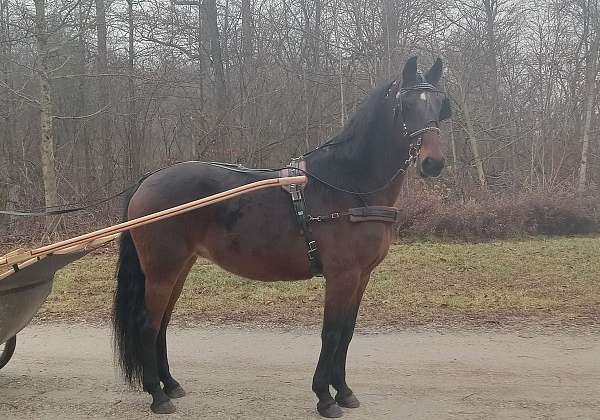 standardbred-mare