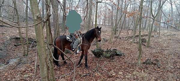 carriage-standardbred-horse