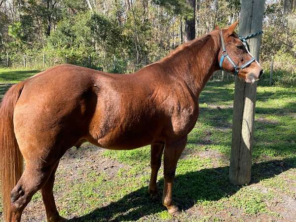 all-around-quarter-horse