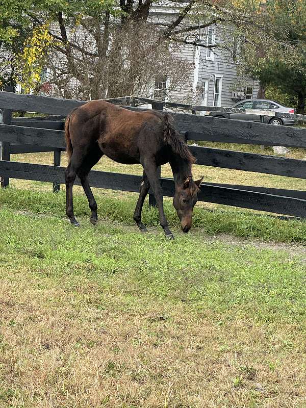 bay-grey-athletic-racing-horse