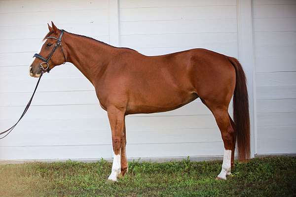 idhsna-warmblood-mare