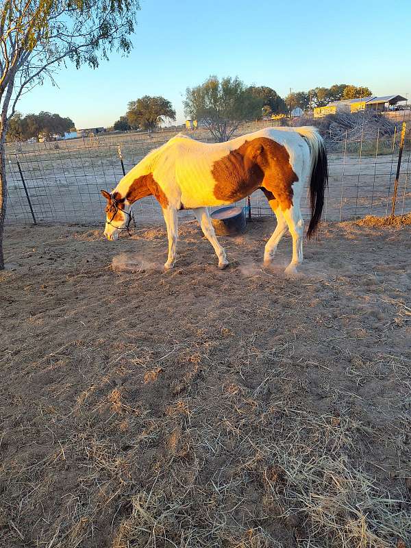 14-hand-gelding