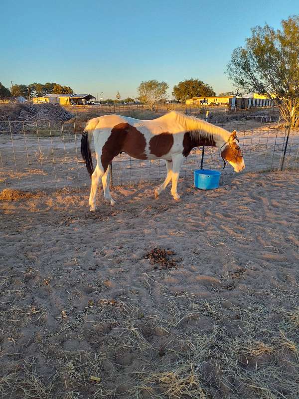 14-hand-gelding