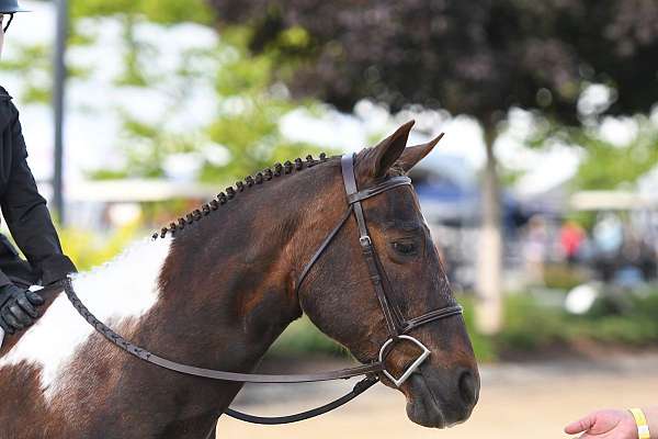 liver-chestnut-pinto-pony