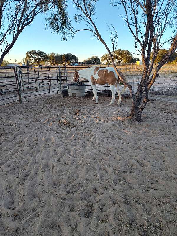 14-hand-gelding