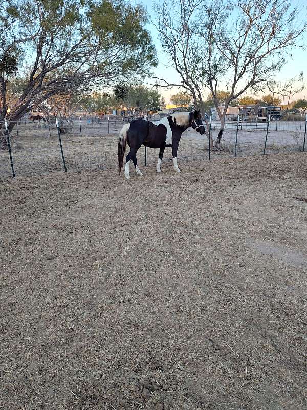 14-hand-gelding