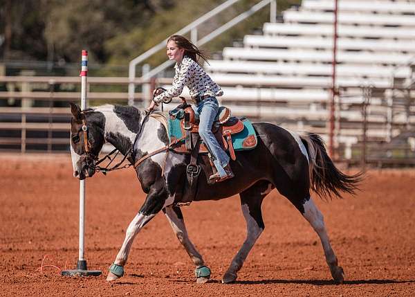 pinto-gelding