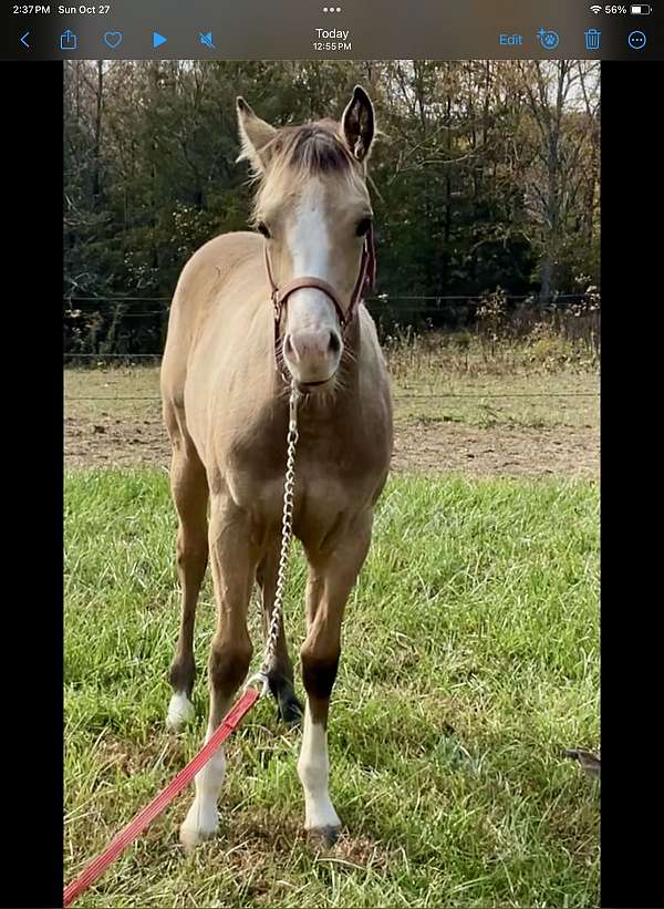 buckskin-palomino-palomino-quarter-horse-filly