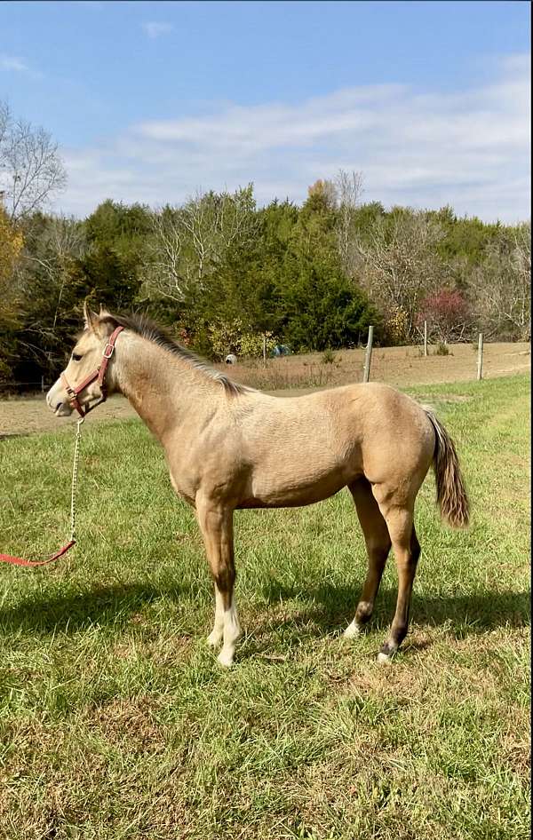 buckskin-palomino-foundation-horse