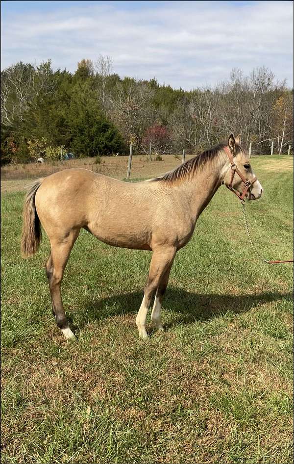 buckskin-palomino-filly-for-sale