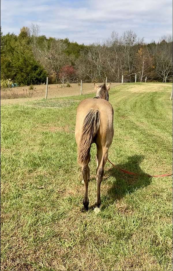 buckskin-palomino-palomino-quarter-horse-for-sale