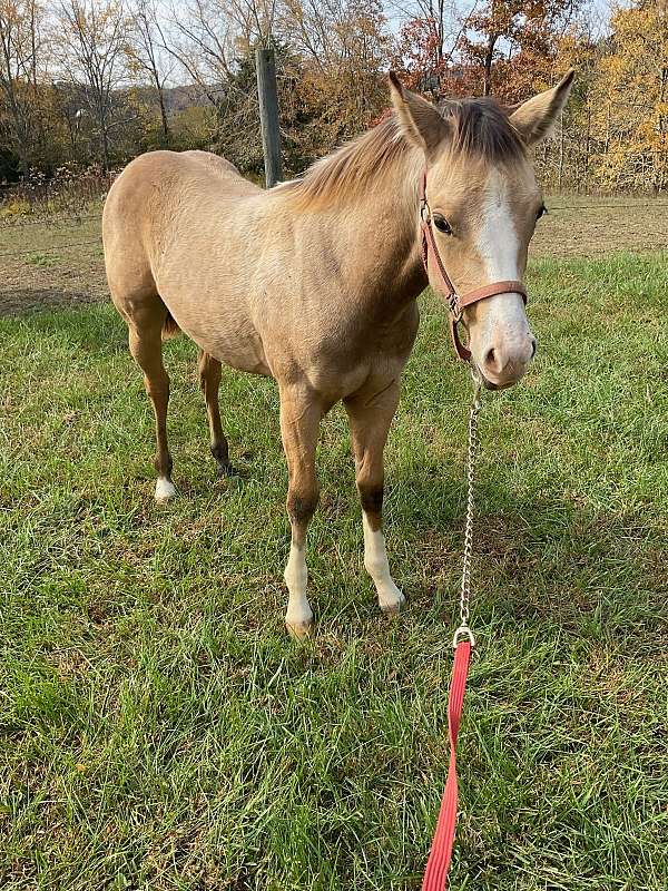 buckskin-palomino-palomino-quarter-horse