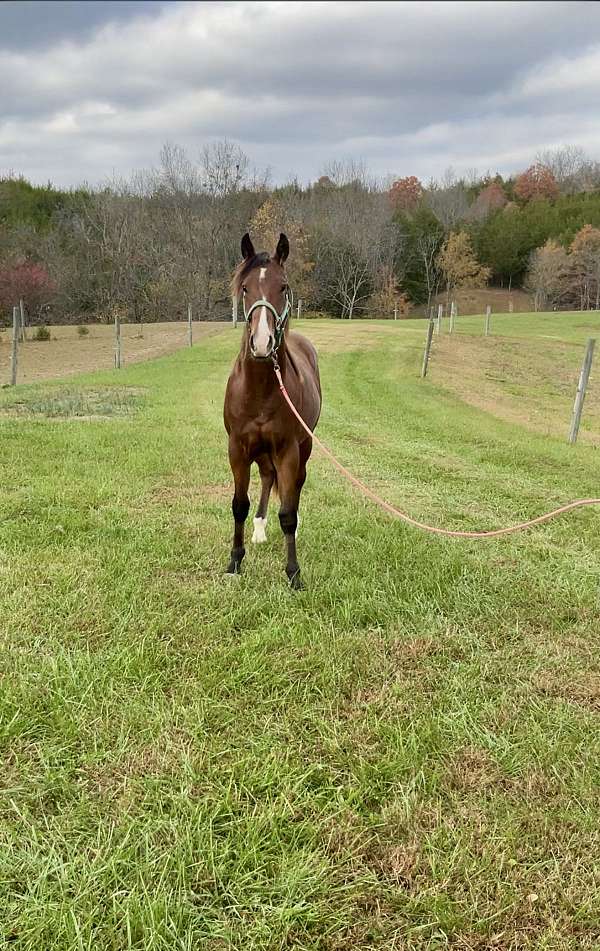 bay-palomino-quarter-horse-colt