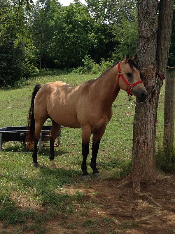 bay-palomino-quarter-horse-for-sale