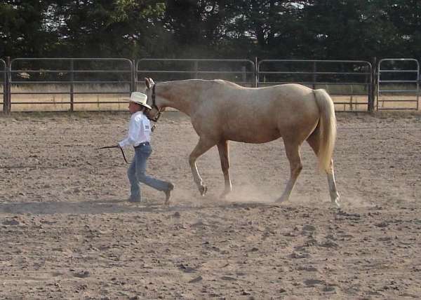 buckskin-palomino-quarter-horse-for-sale