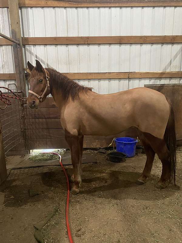 all-around-mustang-horse