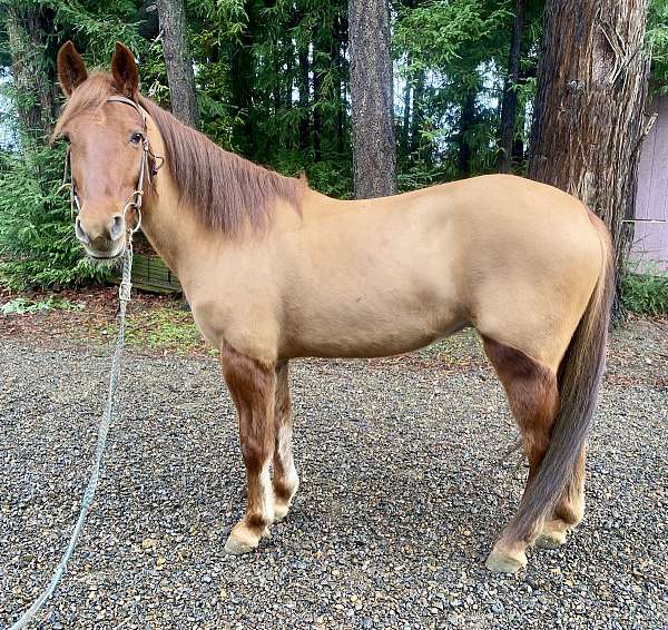 all-around-mustang-horse