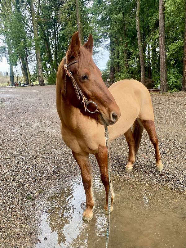 catch-mustang-horse