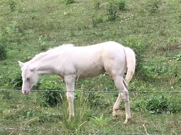 ready-to-train-filly