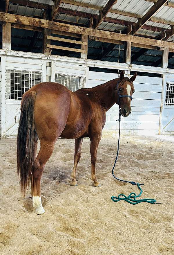 barrel-halter-gelding