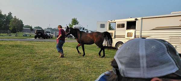 school-show-arabian-quarter-horse