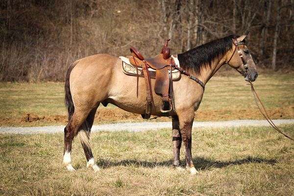 back-up-draft-horse