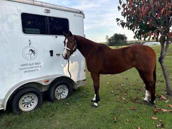 barrel-quarter-horse