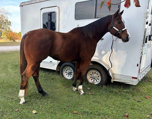 barrel-racing-quarter-horse