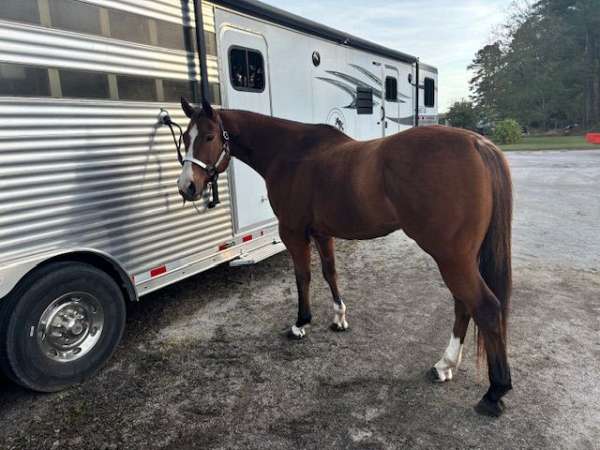 ridden-western-quarter-horse